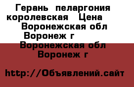 Герань (пеларгония) королевская › Цена ­ 150 - Воронежская обл., Воронеж г.  »    . Воронежская обл.,Воронеж г.